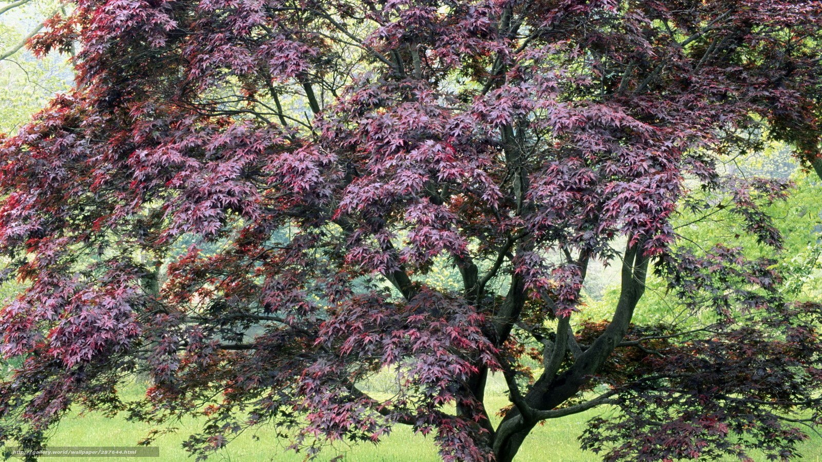 Red-leafed maple tree in garden