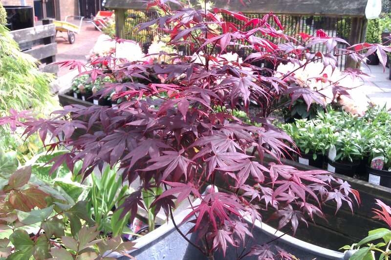 Red-leafed Maple Tree — Purple