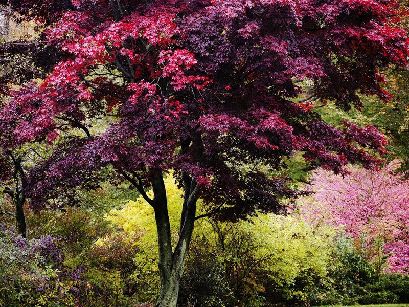Red-leafed Maple Tree — Red, Serene, Autumn, Photograph, Bushes