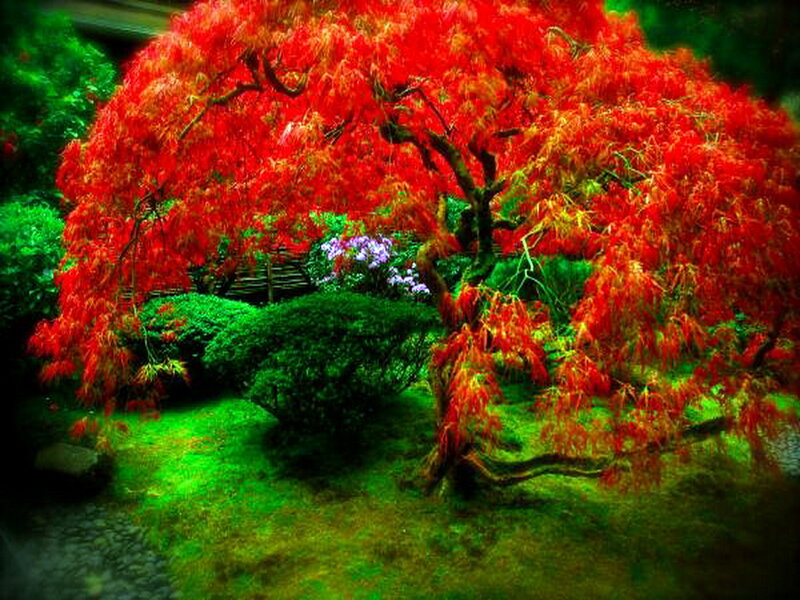 Red-leafed Maple Tree — Red, Serene, Autumn, Photograph, Green Shrubs