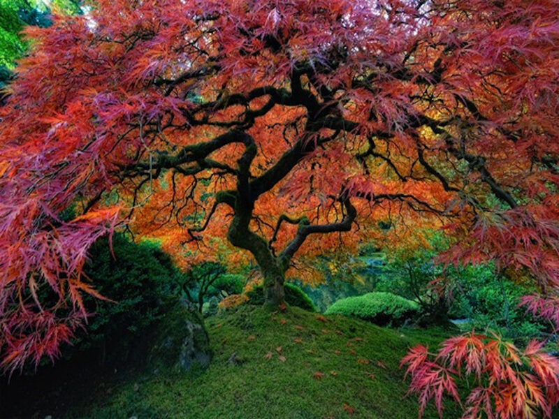 Red-leafed Maple Tree — Red, Serene, Autumn, Photograph, Moss, Bushes