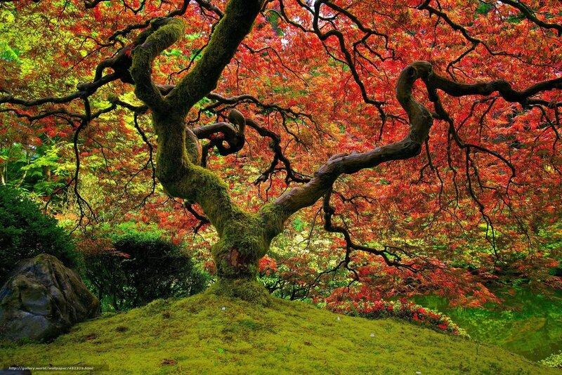 Red-leafed Maple Tree — Red, Serene, Autumn, Photograph, Moss, Pond