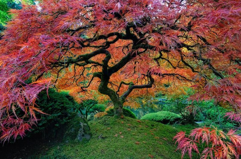 Red-leafed Maple Tree — Red, Serene, Autumn, Photograph, Moss
