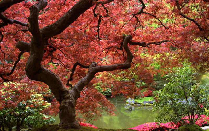 Red-leafed Maple Tree — Red, Serene, Autumn, Photograph, Pond