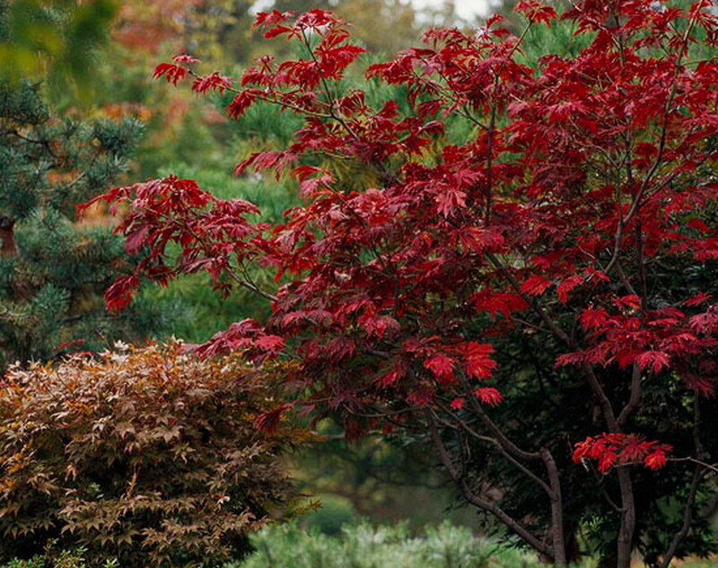 Red-leafed Maple Tree — Red, Serene, Autumn, Photograph