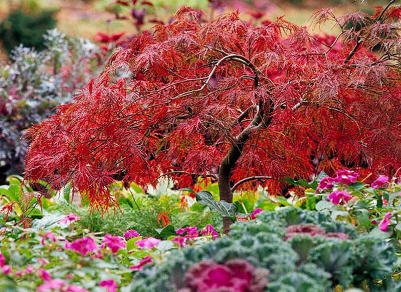 Red-leafed Maple Tree — Red, Serene, Autumn
