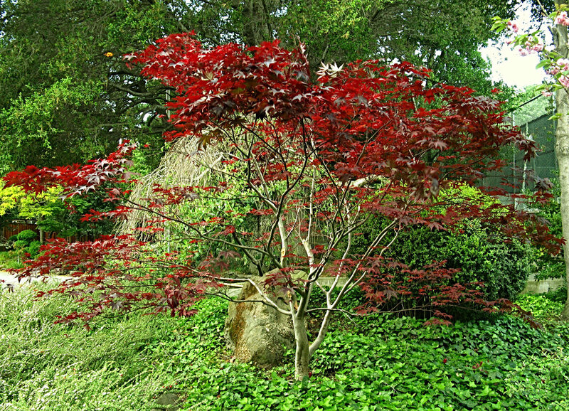 Red-leafed Maple Tree — Red, Serene, Summer