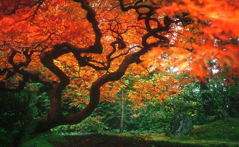 Red-leafed Maple Tree — Red, Serene