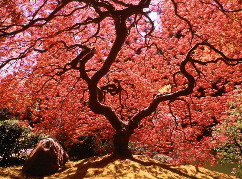 Red-leafed Maple Tree — Red