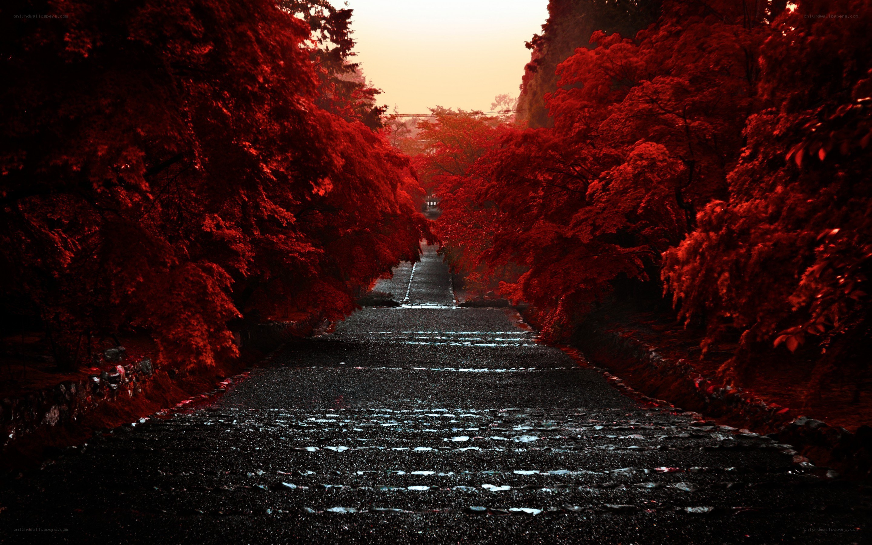 Red-leafed path at dusk