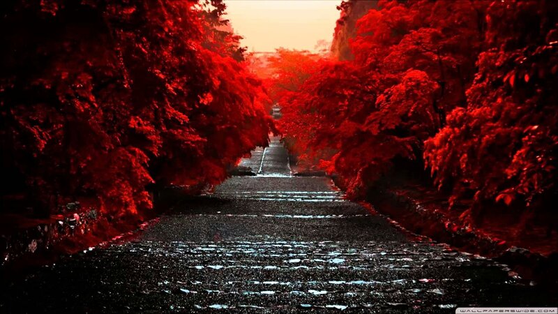Red-leafed Path — Red, Dramatic, Sunset