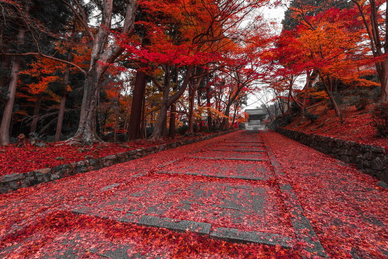 Red-leafed Path — Red, Serene
