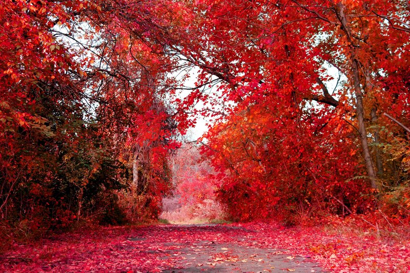 Red-leafed Path — Red