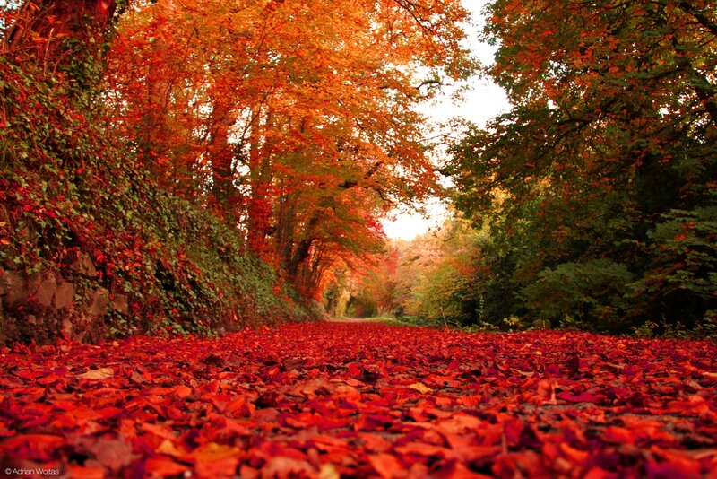 Red-leafed Path