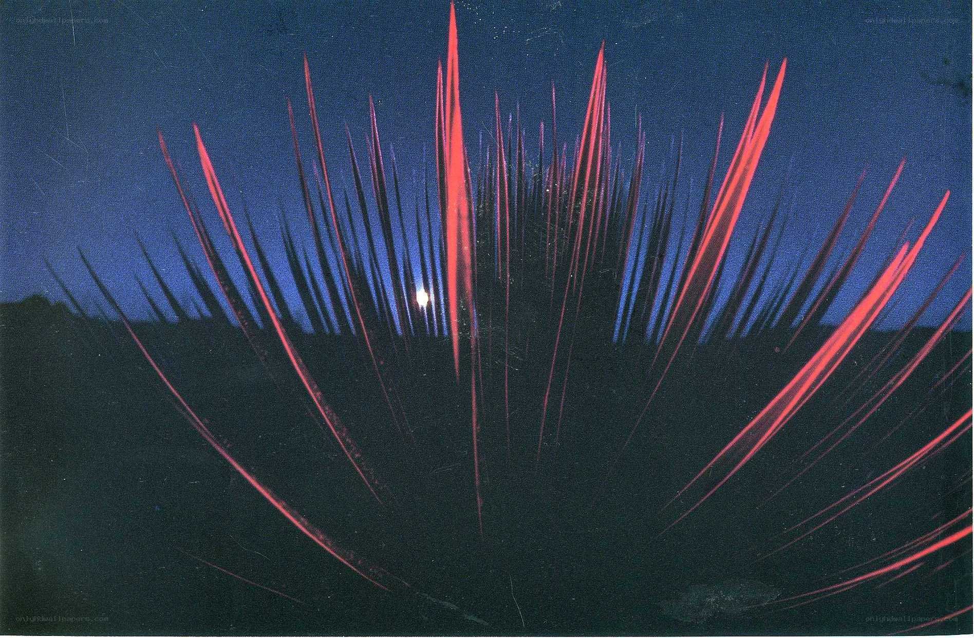 Red-leafed plant at night