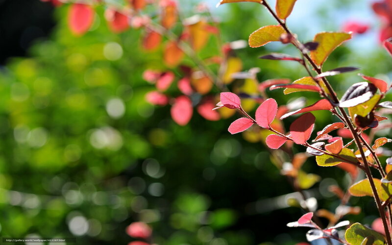 Red-leafed Plant Branch — Green