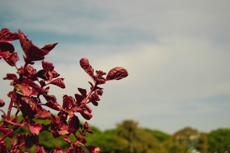 Red-leafed Plant Branch — Red, Calm, Afternoon