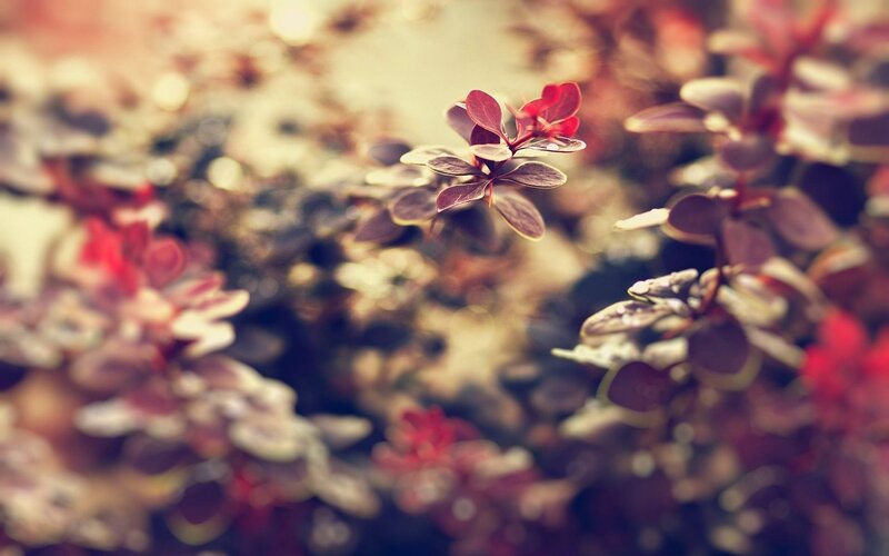 Red-leafed Plant Branch — Red