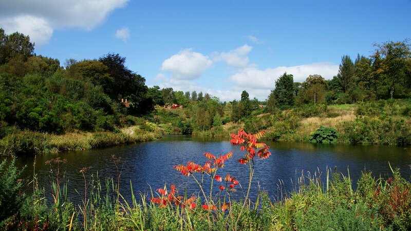 Red-leafed Plant by Pond