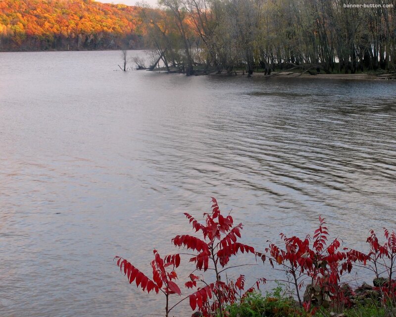Red-leafed Plant by River