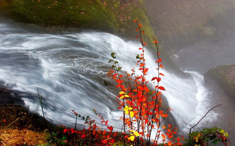 Red-leafed Plant by Waterfall — Red