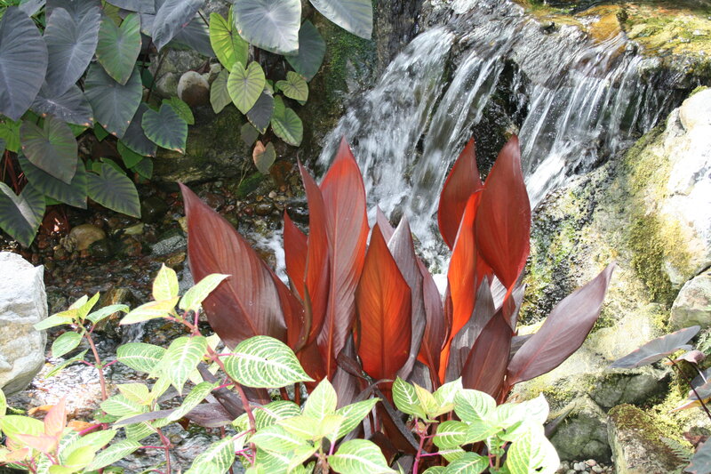 Red-leafed Plant by Waterfall