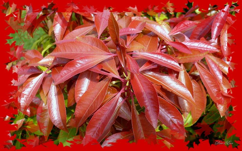 Red-leafed plant close-up