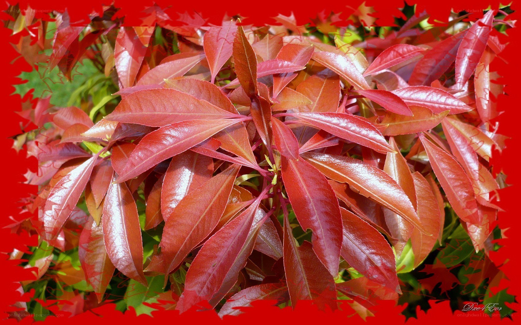 Red-leafed plant close-up