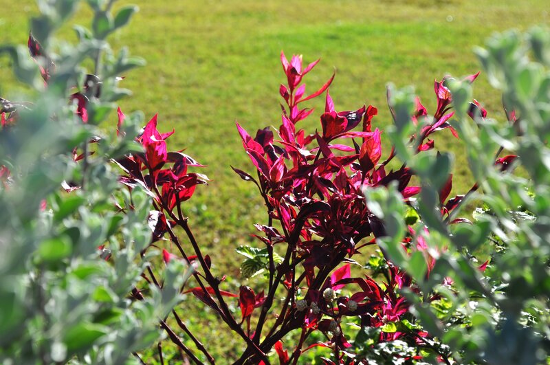 Red-leafed plant in garden