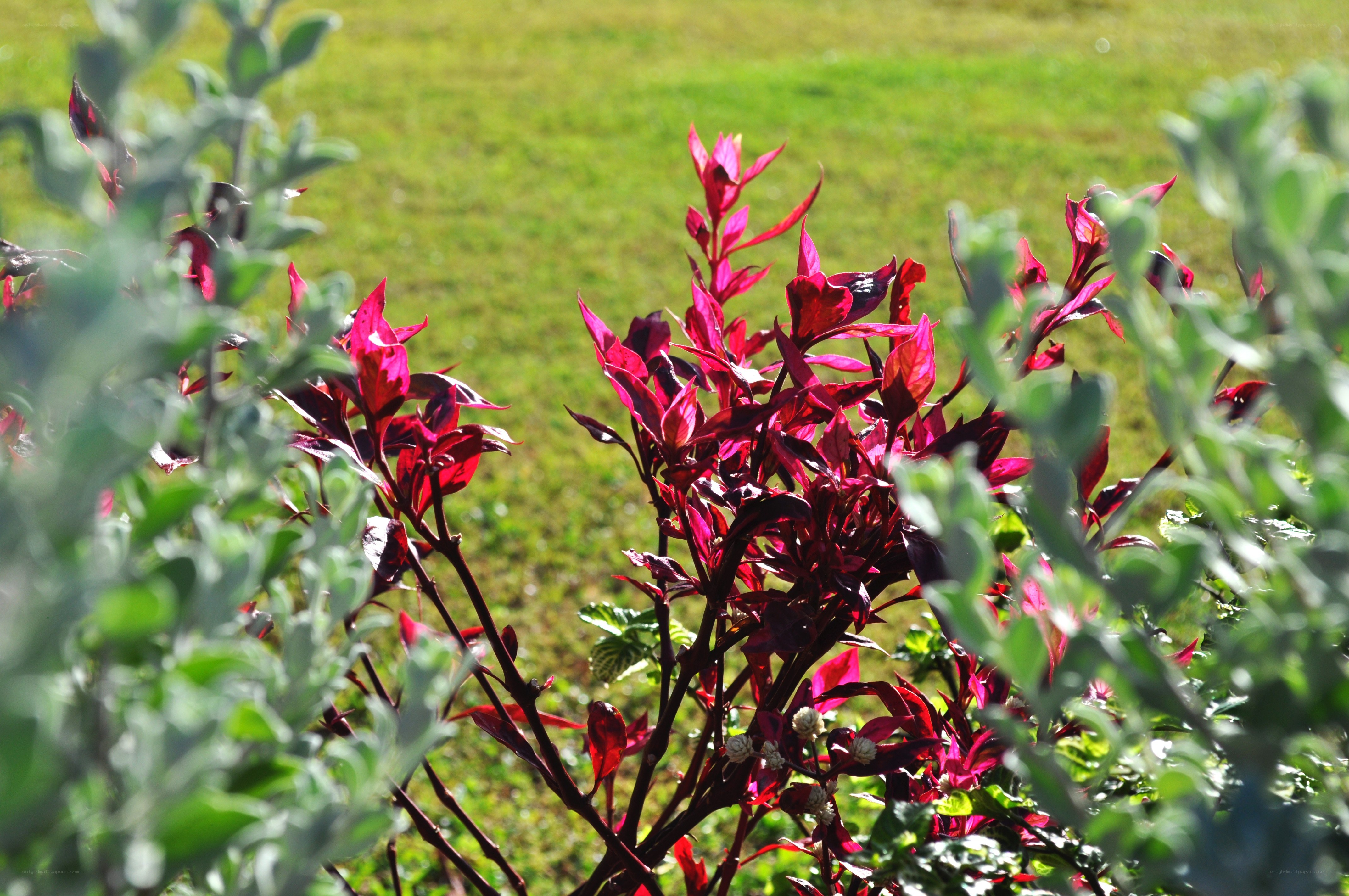 Red-leafed plant in garden
