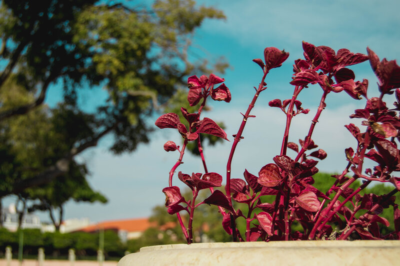 Red-leafed Plant in Pot