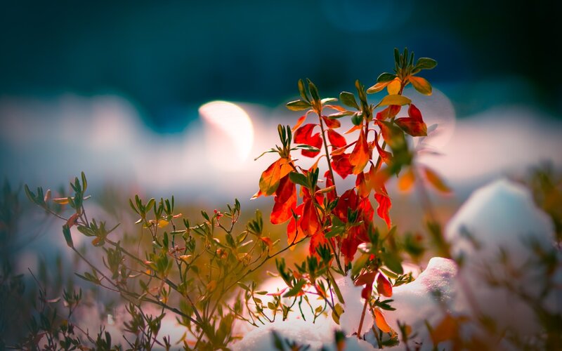 Red-leafed Plant in Snow — Red