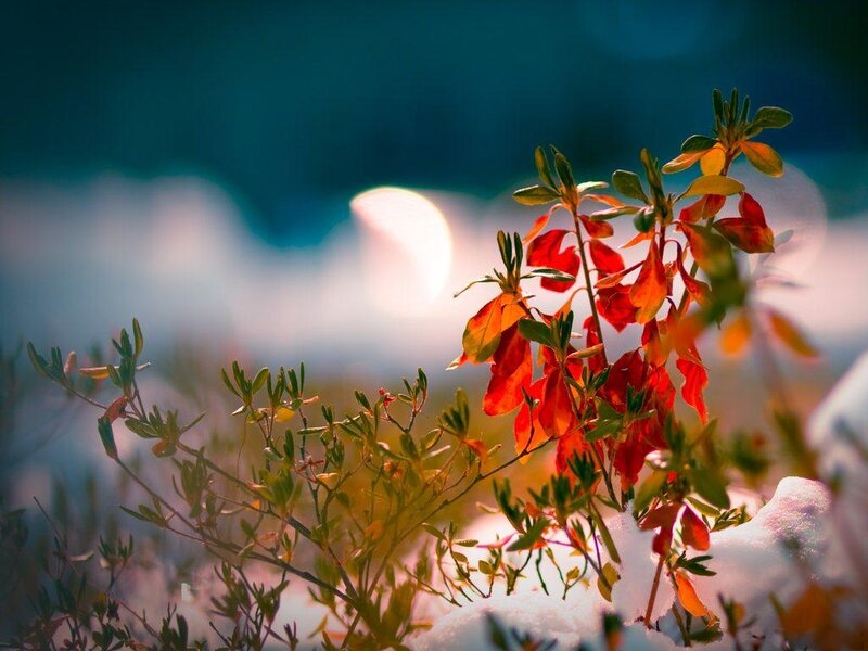 Red-leafed Plant in Snow