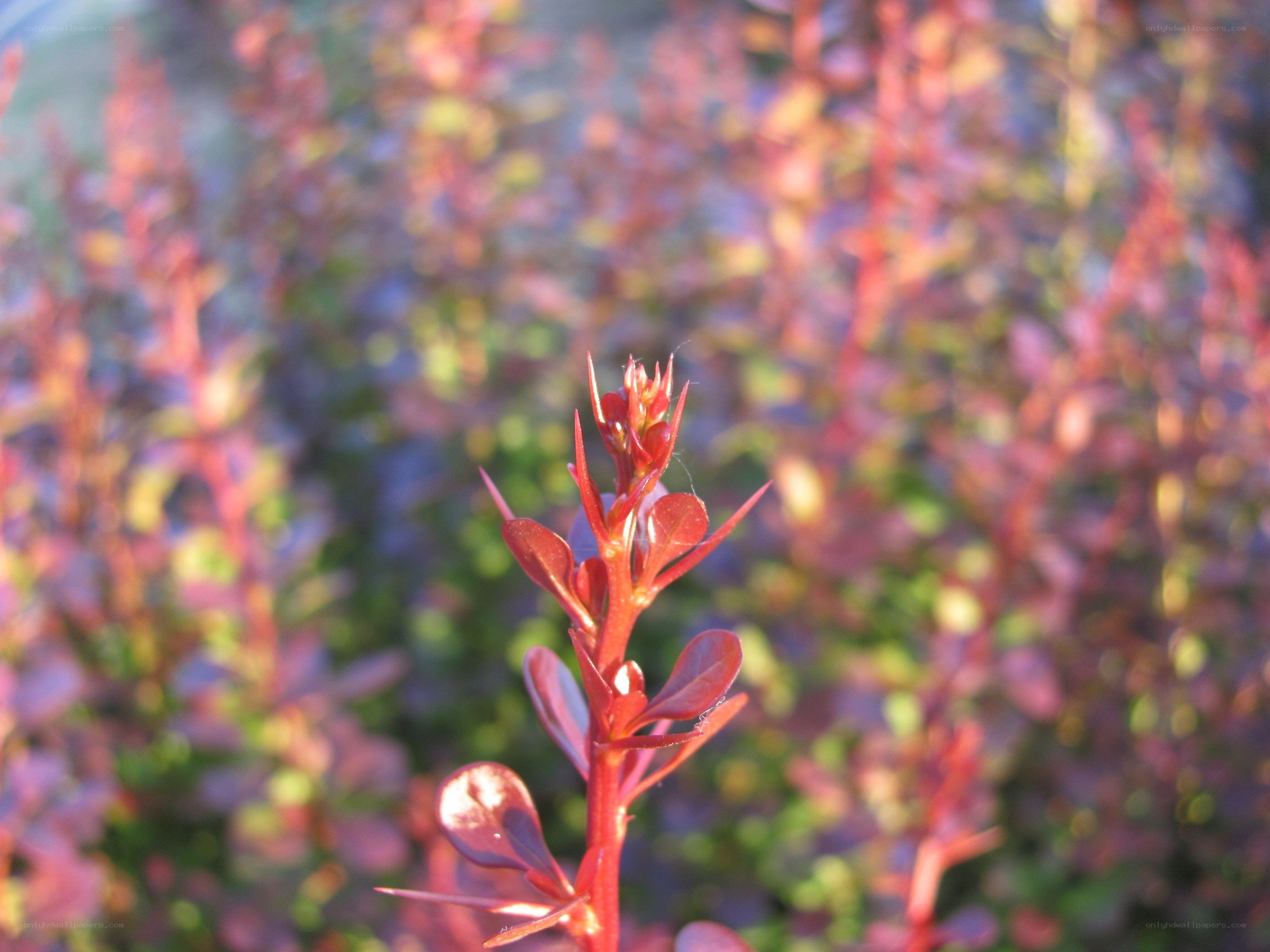 Red-leafed plant in sunlight