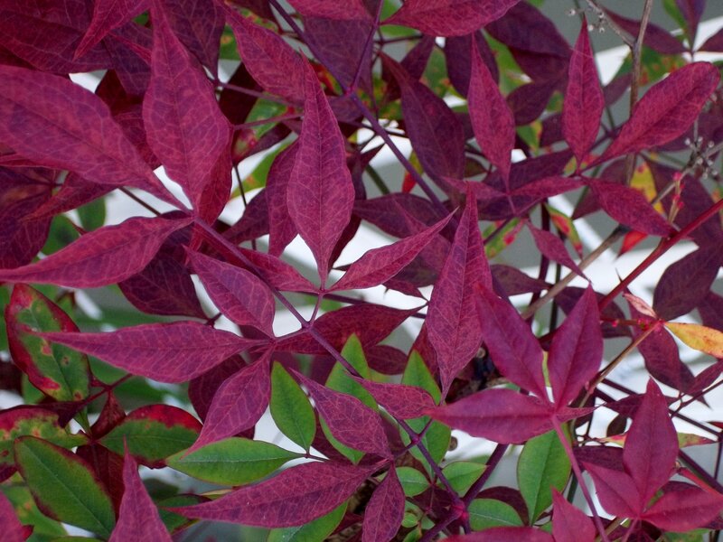 Red-leafed Plant — Purple