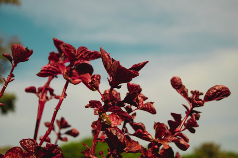 Red-leafed Plant — Red, Calm, Afternoon