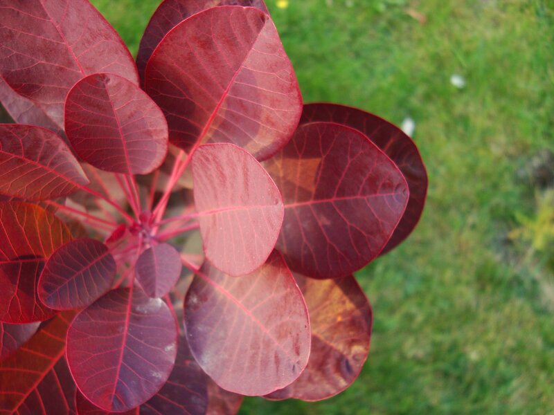 Red-leafed Plant — Red, Calm