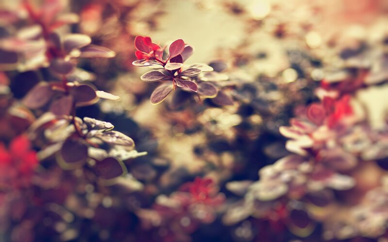 Red-leafed Plant — Red, Serene
