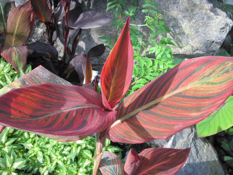 Red-leafed Plant — Red