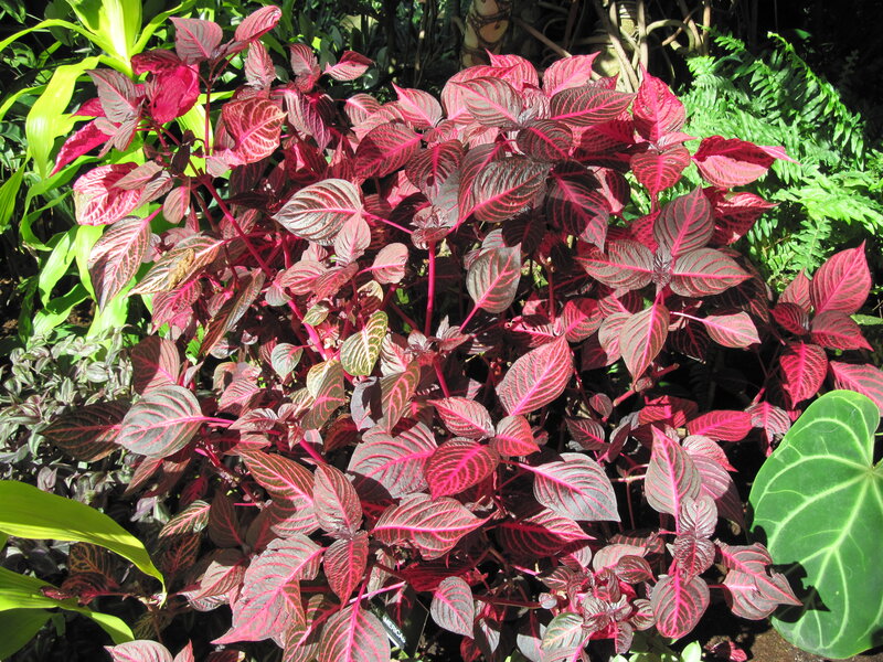 Red-leafed Plant