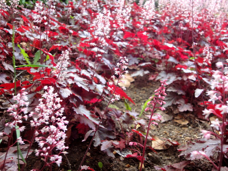 Red-leafed Plant with Flowers — Red
