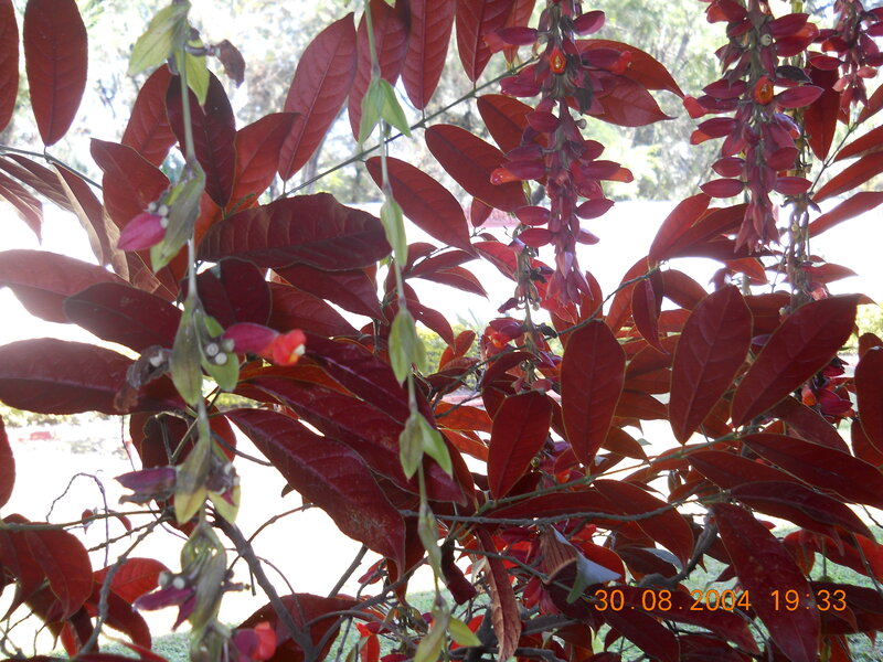 Red-leafed Plant with Flowers