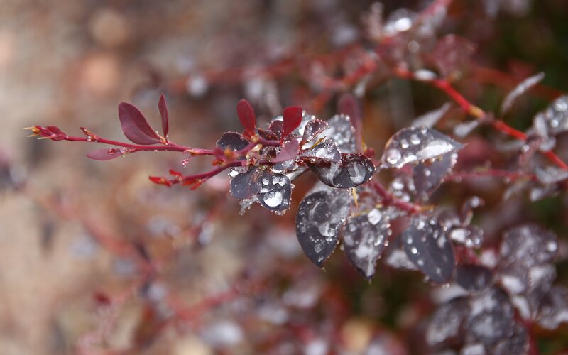 Red-leafed Plant with Water Droplets