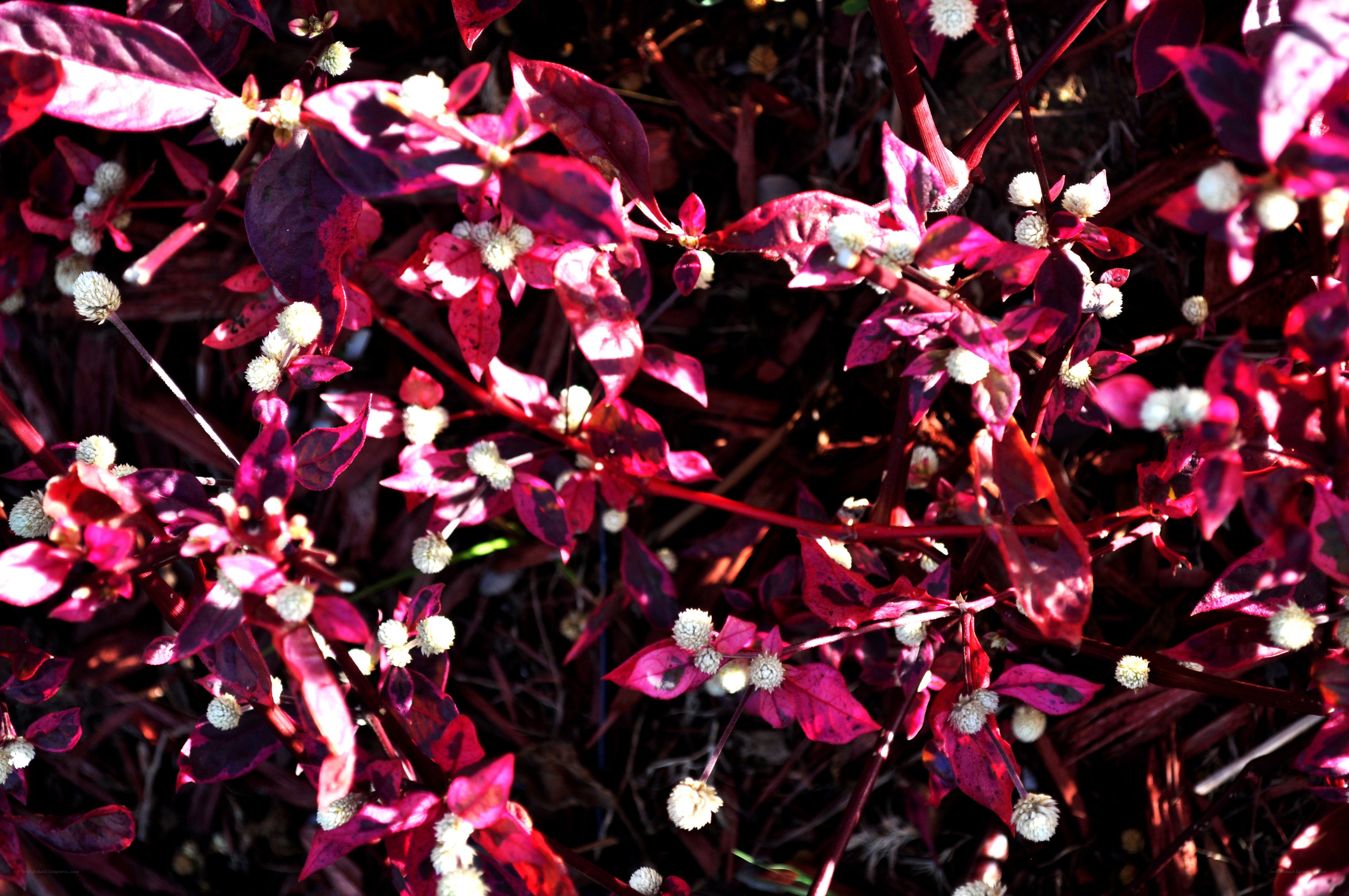 Red-leafed plant with white flowers