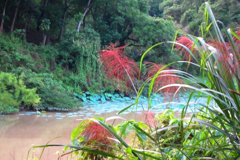 Red-leafed Plants by Pond