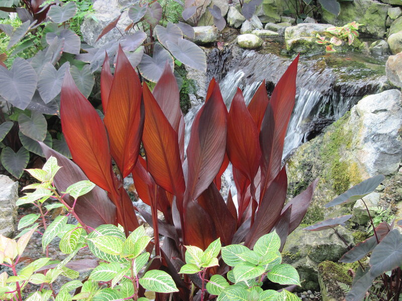 Red-leafed Plants by Stream