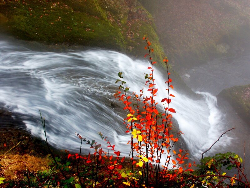 Red-leafed Plants by Waterfall — Red, Serene