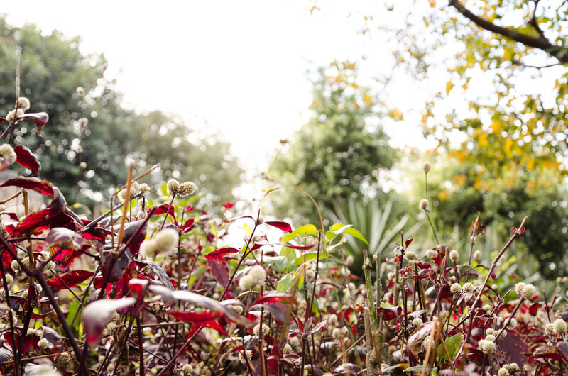Red-leafed Plants in Garden