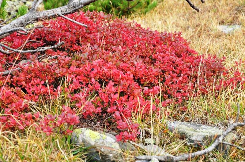 Red-leafed Shrub in Autumn