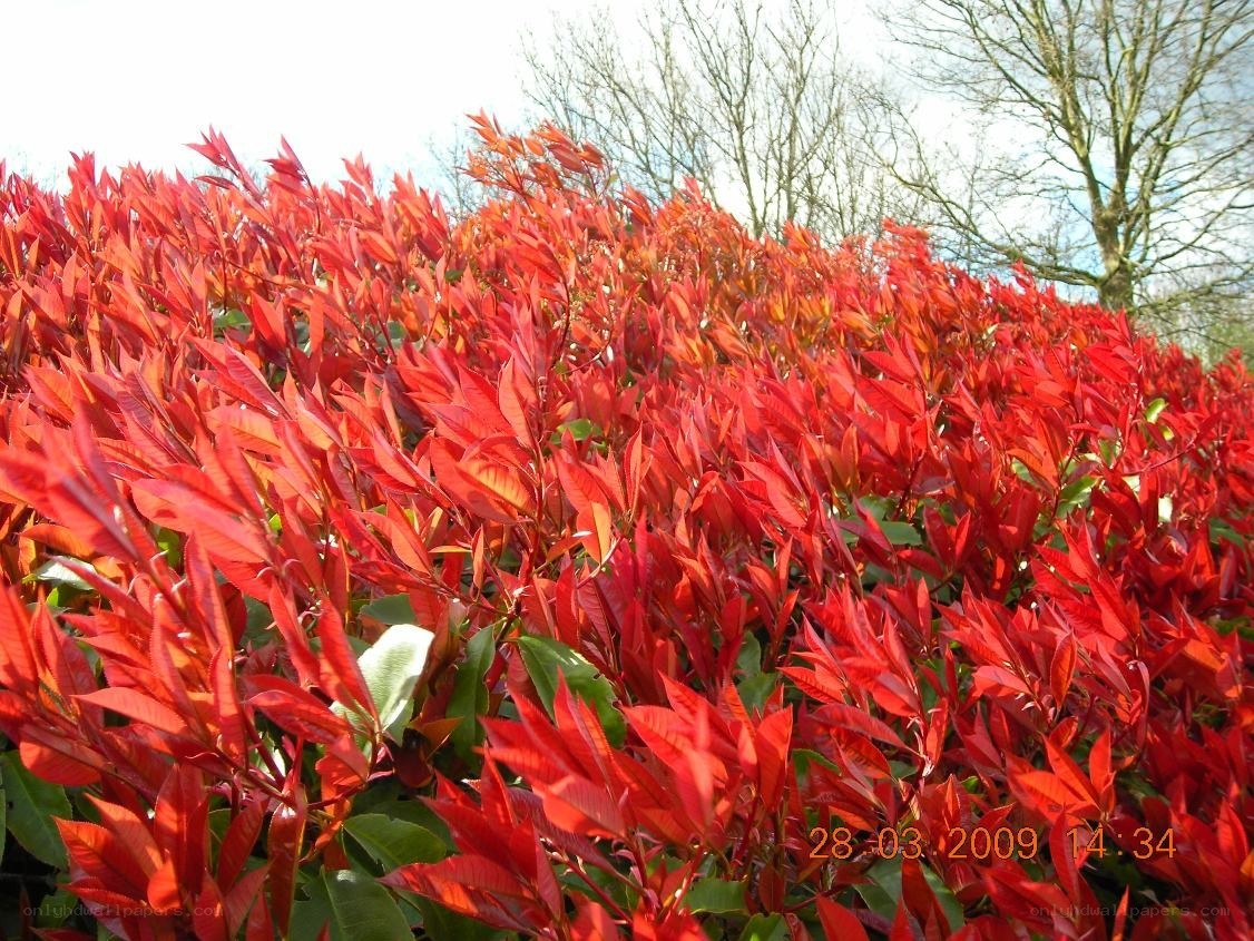 Red-leafed shrub in spring